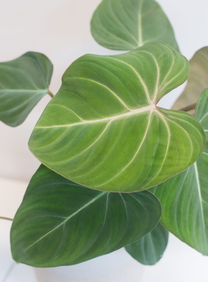 Philodendron Gloriosum