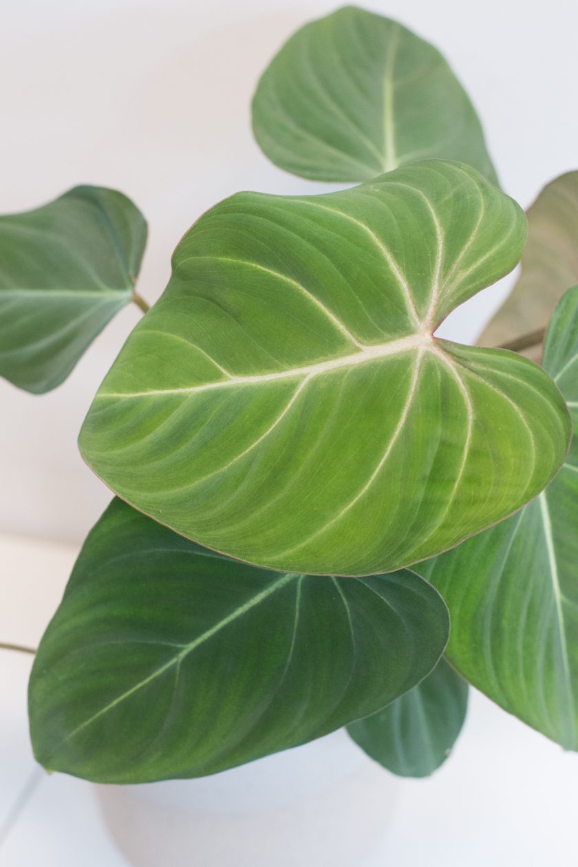 Philodendron Gloriosum