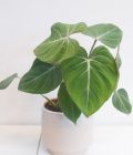 Philodendron Gloriosum