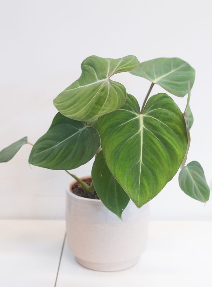 Philodendron Gloriosum