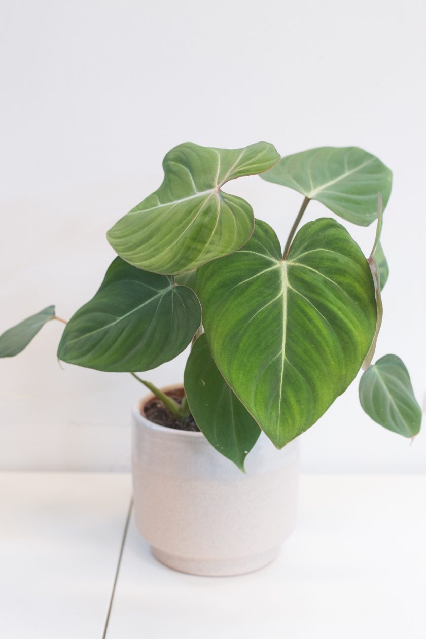 Philodendron Gloriosum