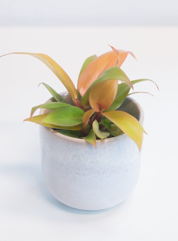 Philodendron Prince of Orange