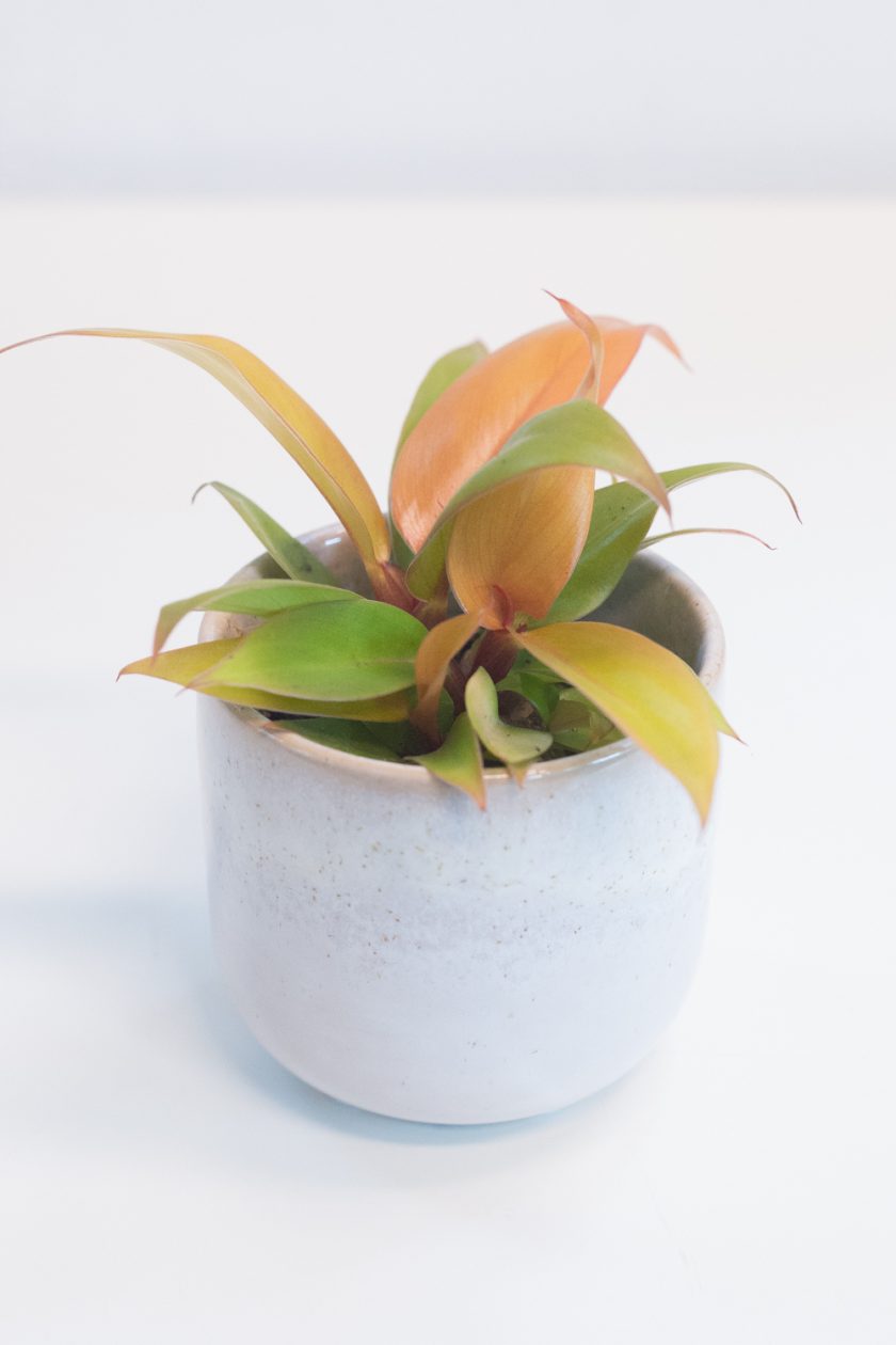 Philodendron Prince of Orange
