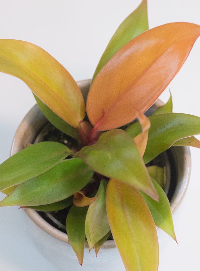 Philodendron Prince of Orange