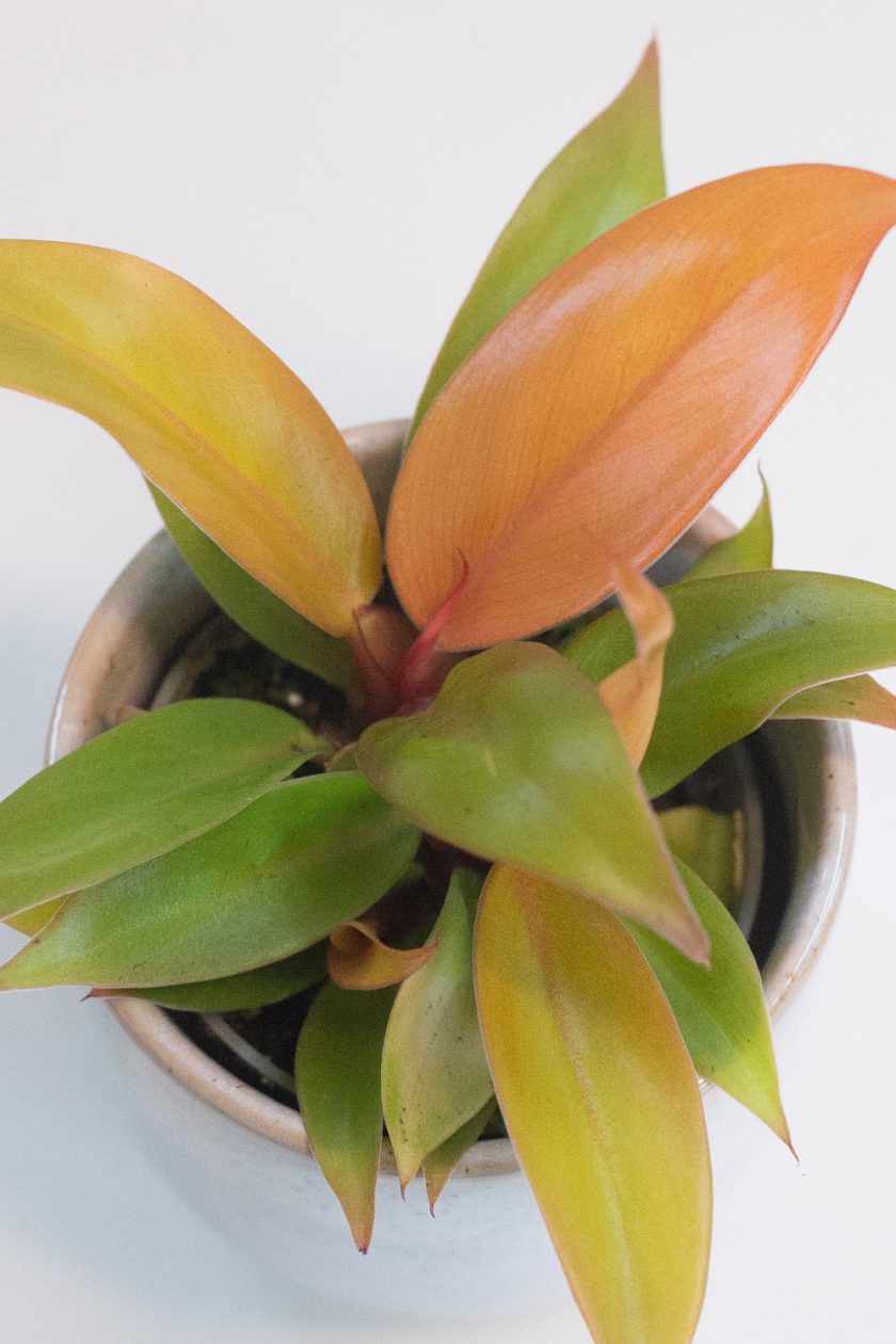 Philodendron Prince of Orange