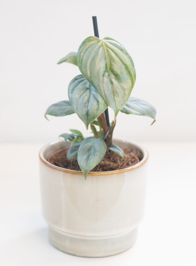 Philodendron Sodiroi
