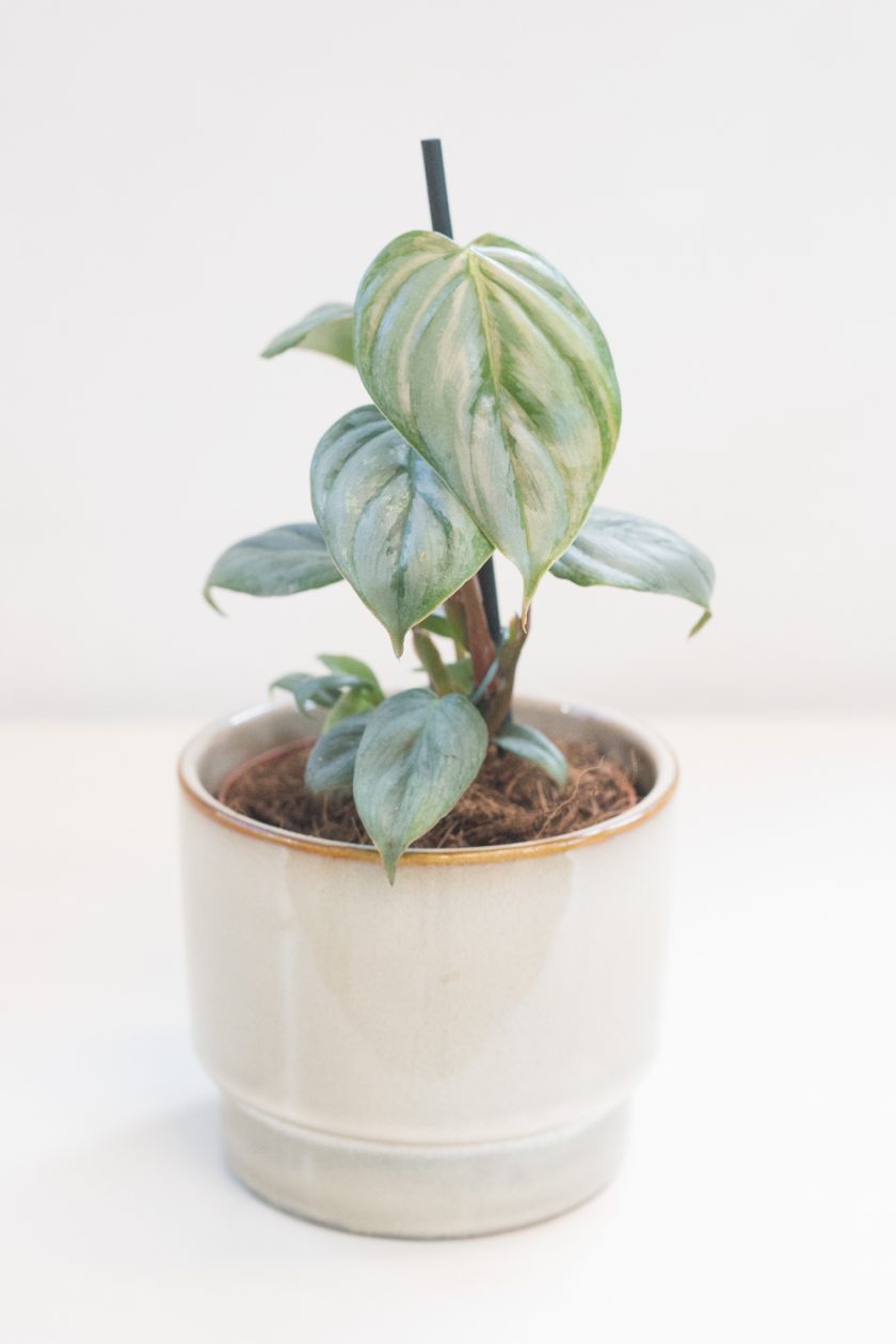 Philodendron Sodiroi
