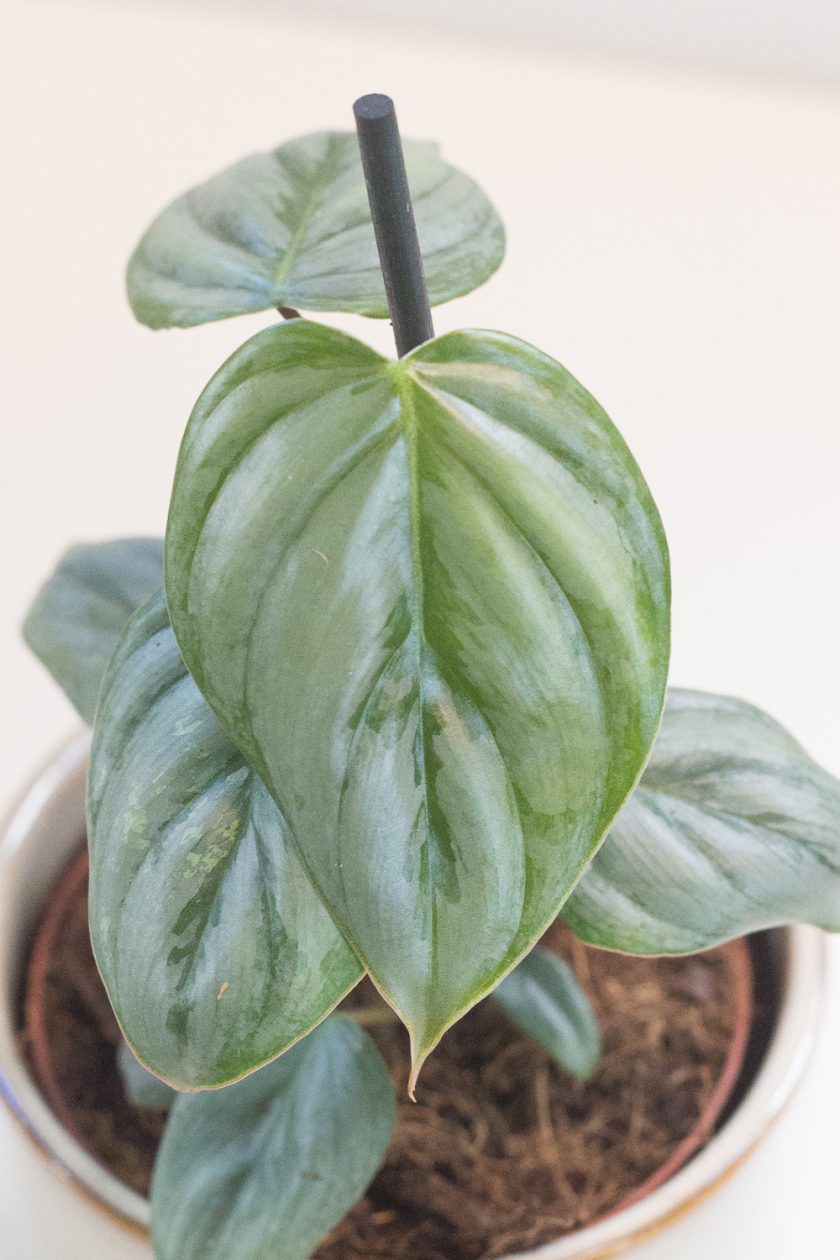 Philodendron Sodiroi