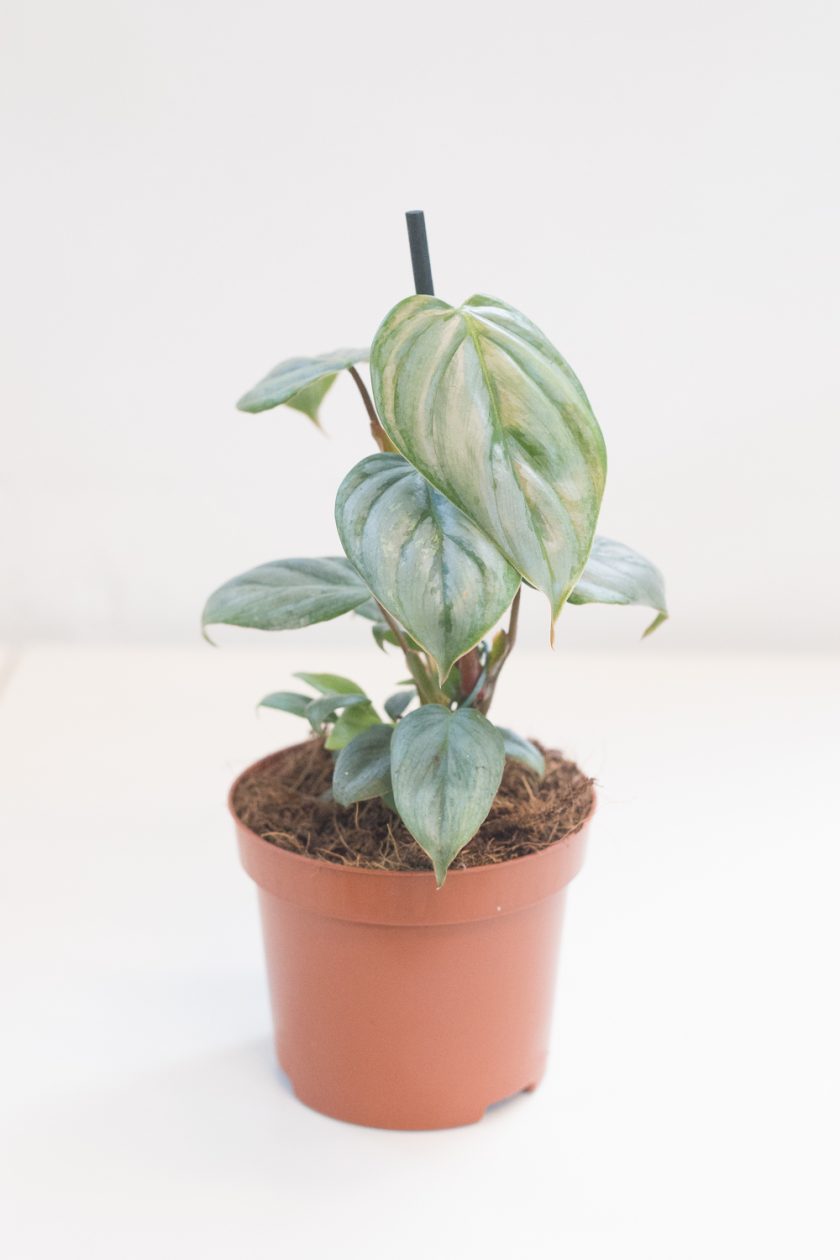 Philodendron Sodiroi