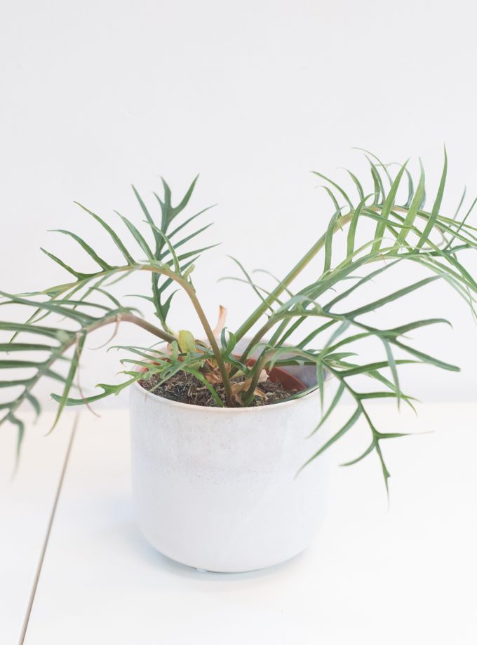 Philodendron Tortum