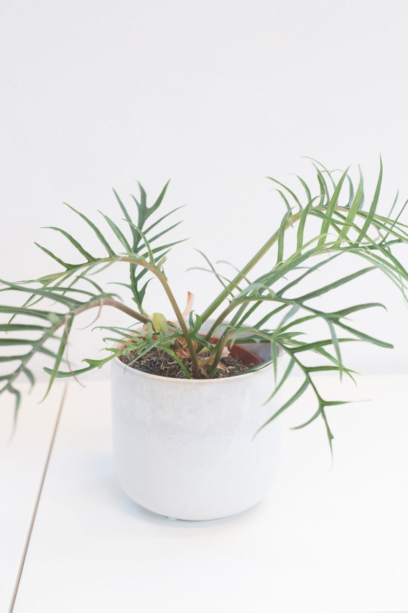 Philodendron Tortum