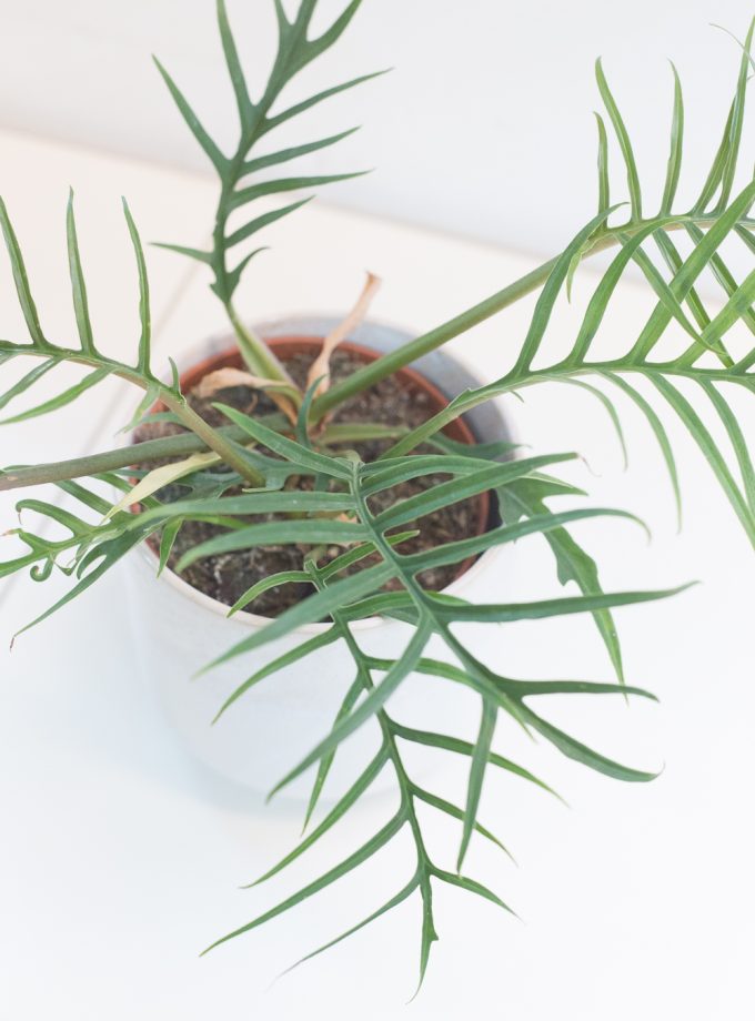 Philodendron Tortum