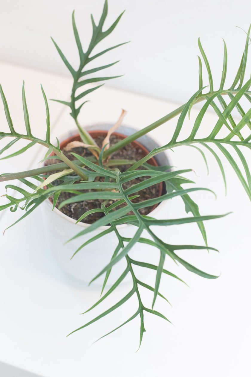 Philodendron Tortum