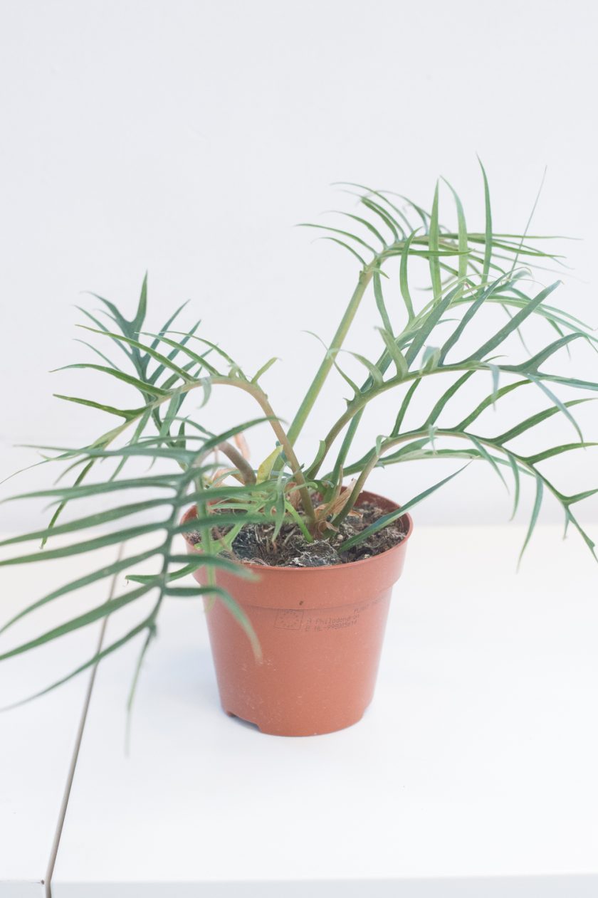 Philodendron Tortum
