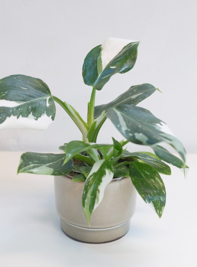 Philodendron White Wizard