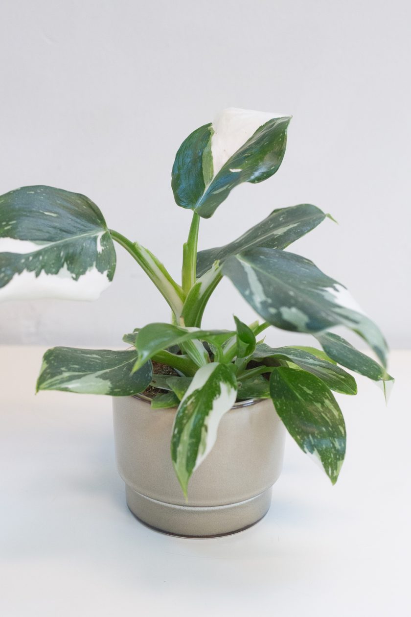 Philodendron White Wizard