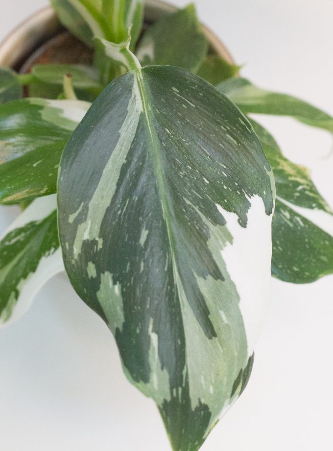Philodendron White Wizard