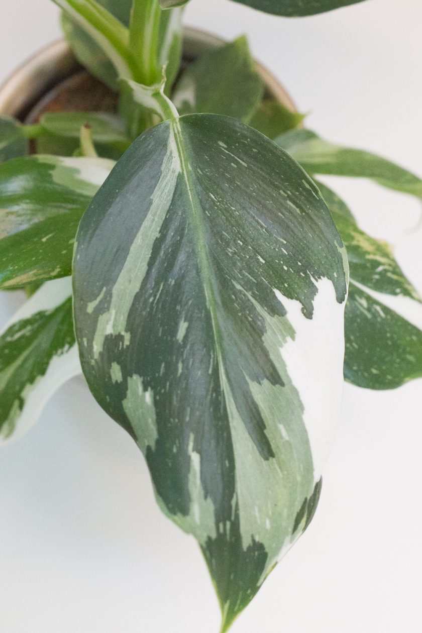 Philodendron White Wizard