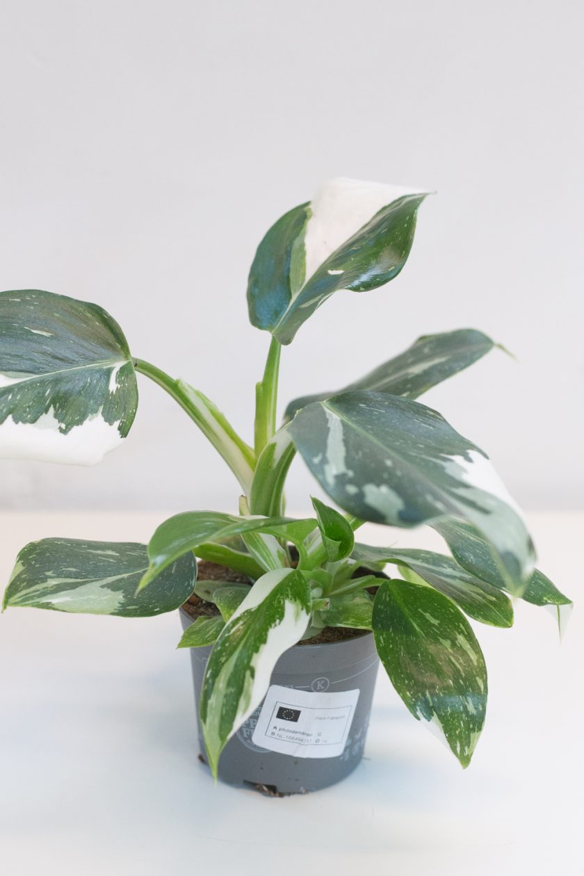 Philodendron White Wizard