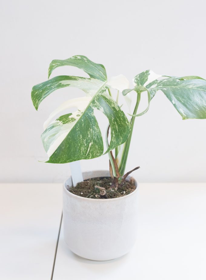 Monstera Albo Variegata