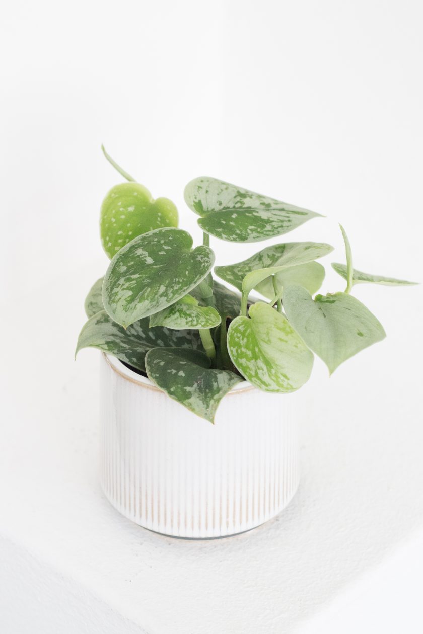 Scindapsus Silvery Ann
