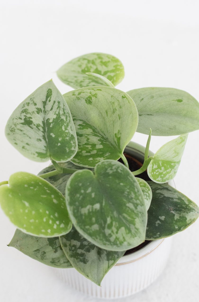 Scindapsus Silvery Ann - Afbeelding 2