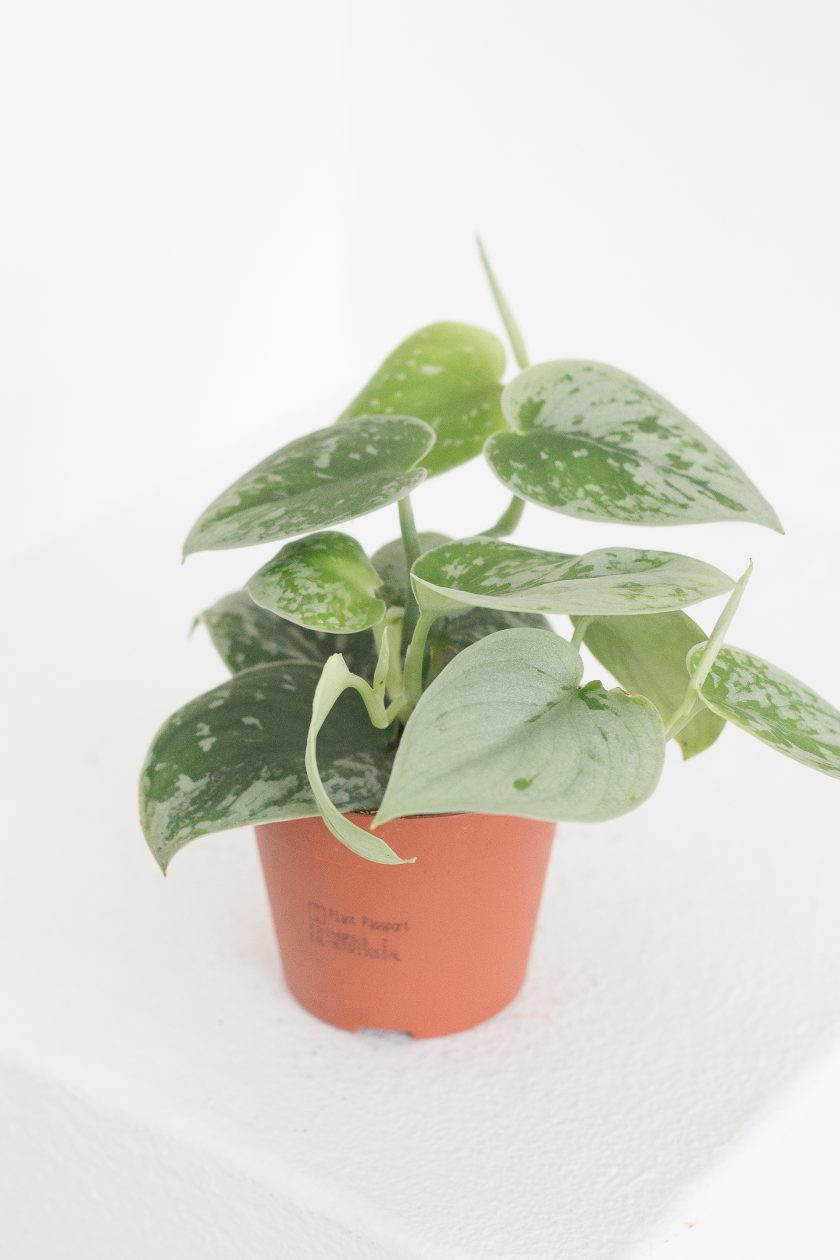 Scindapsus Silvery Ann - Afbeelding 3