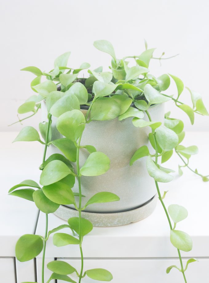 Dischidia Imbricata