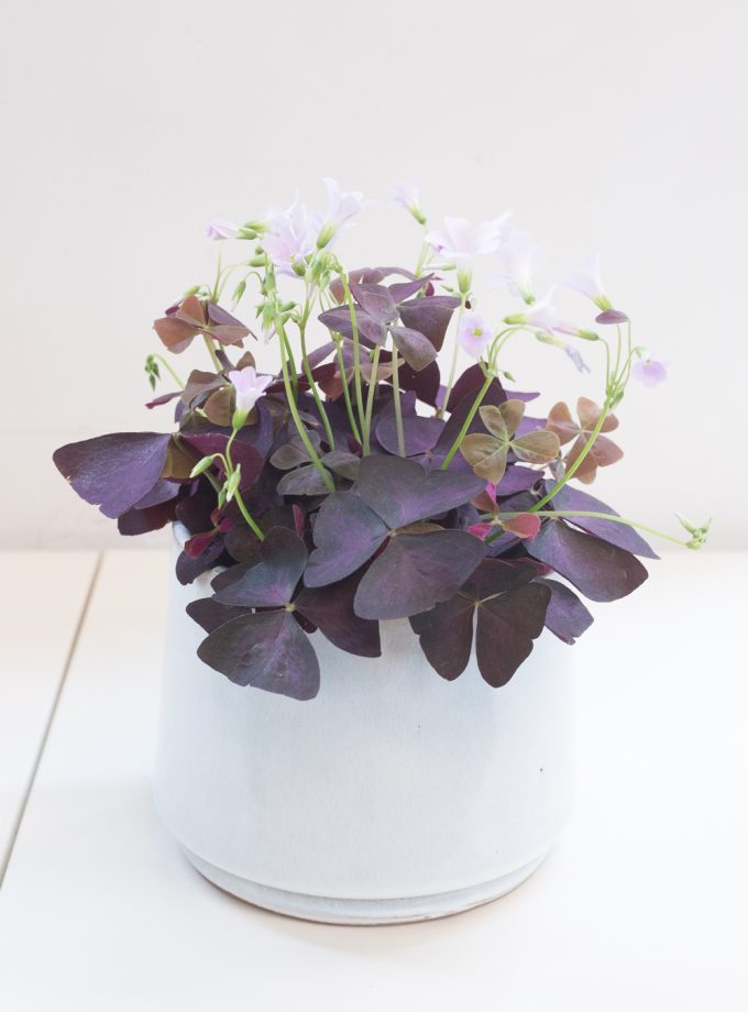 Oxalis Triangularis