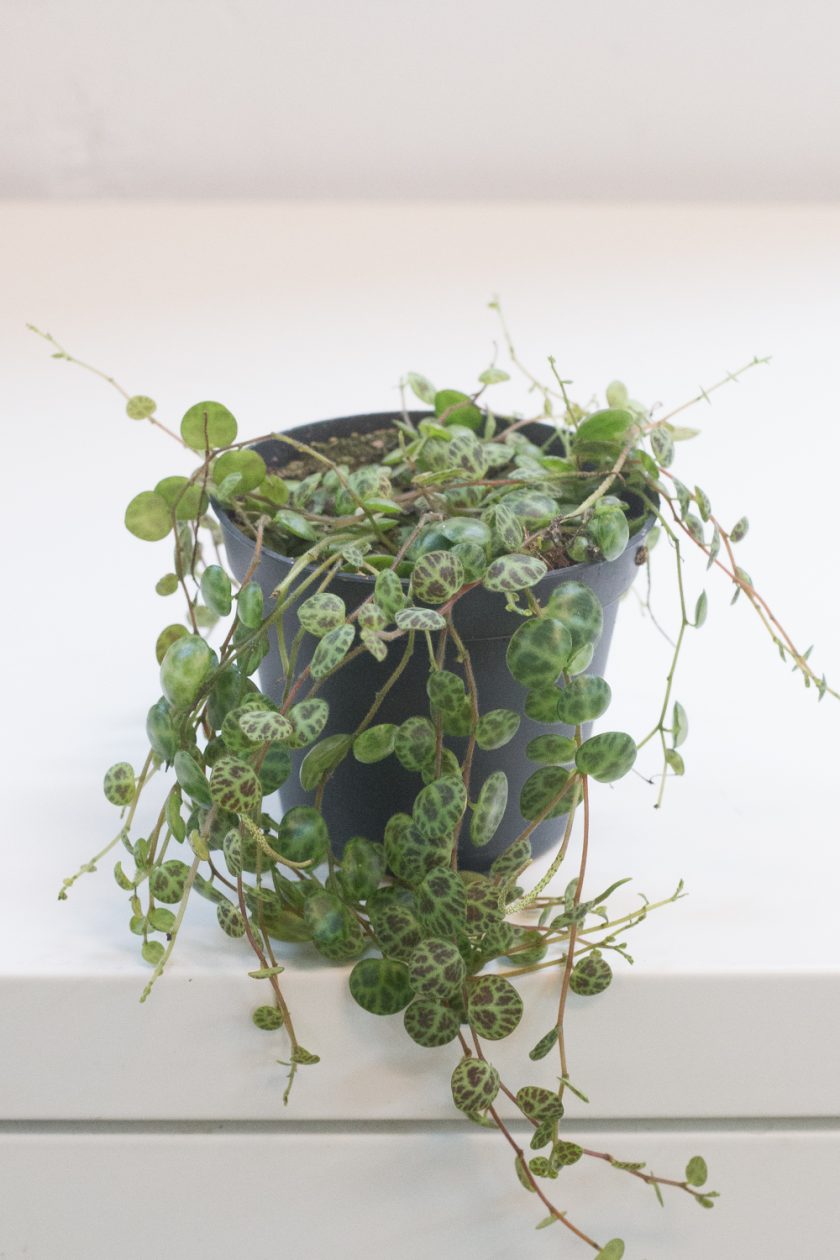 peperomia-prostrata-bladgoud-2