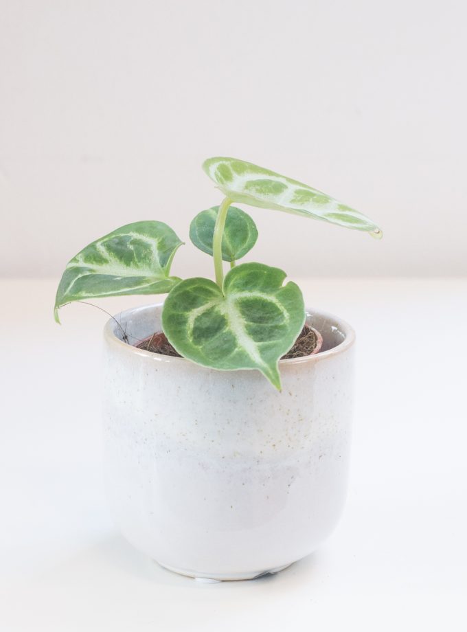 Anthurium Silver Blush (mini)