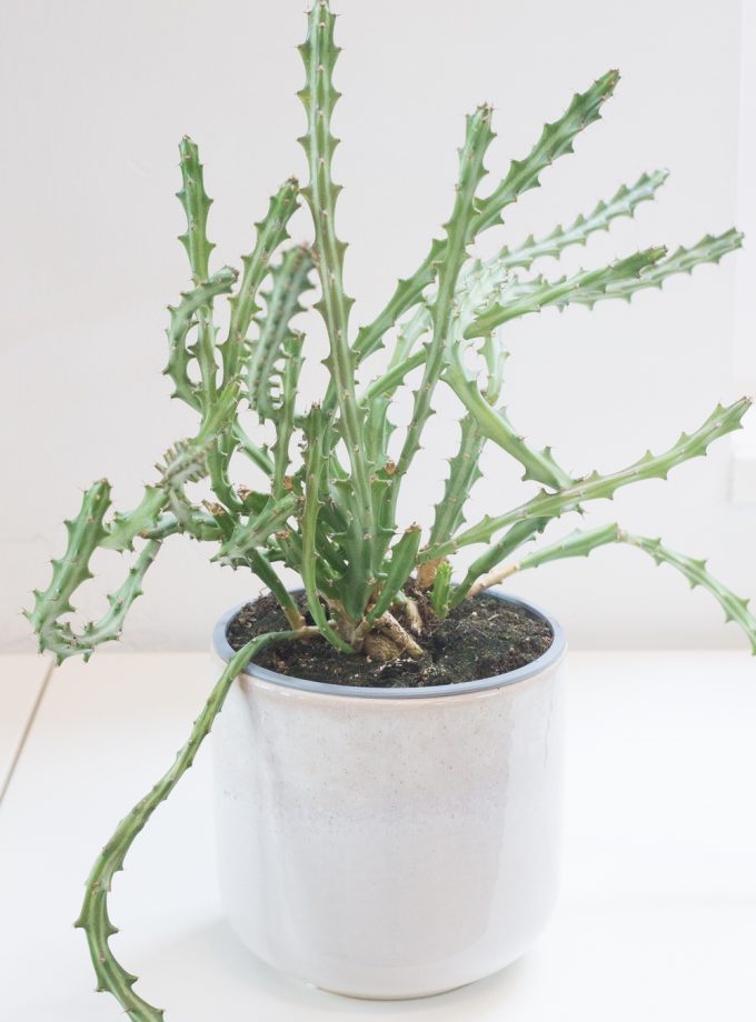 euphorbia knuthii