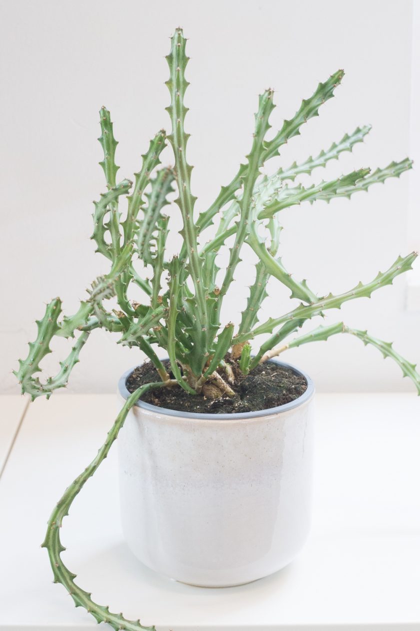 euphorbia knuthii