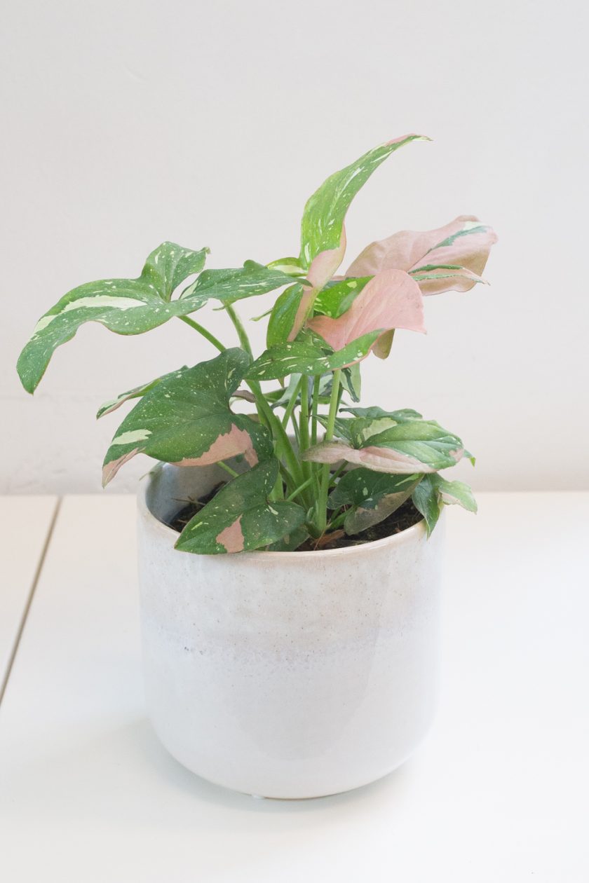 syngonium red spot tricolor bladgoud
