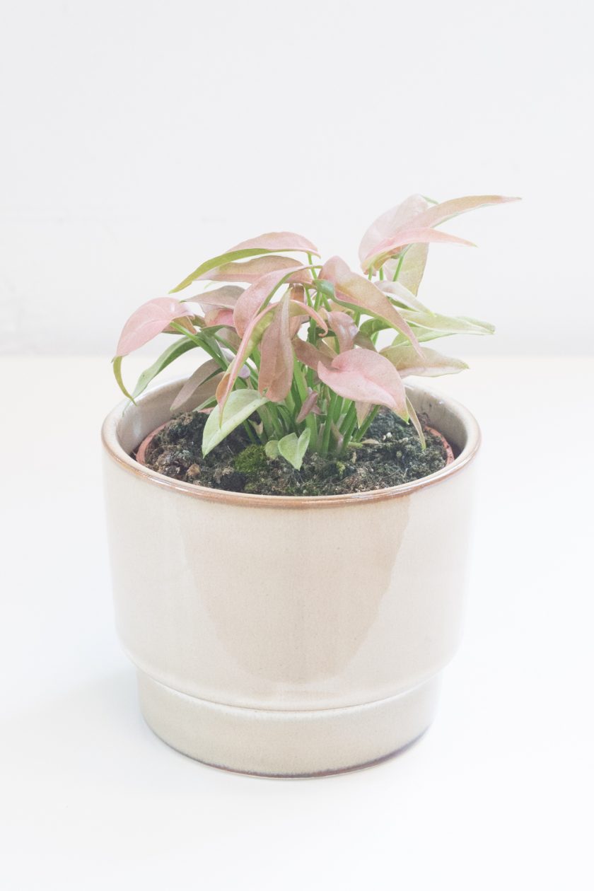 Syngonium T1510