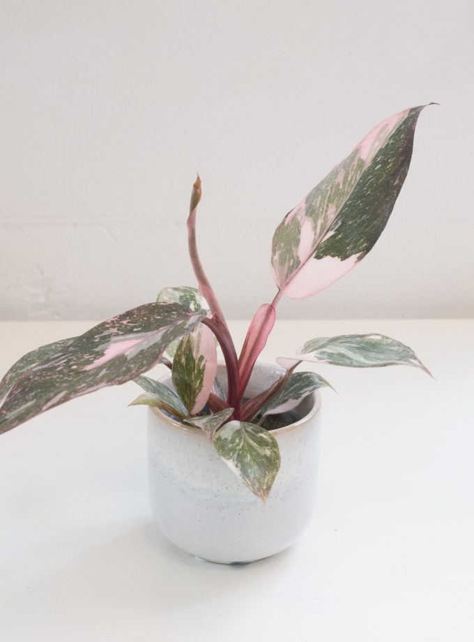 philodendron pink princess marble