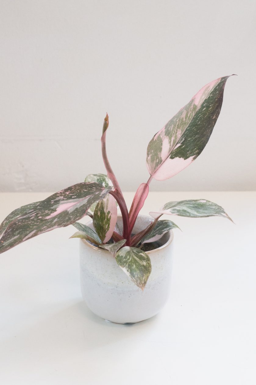 philodendron pink princess marble