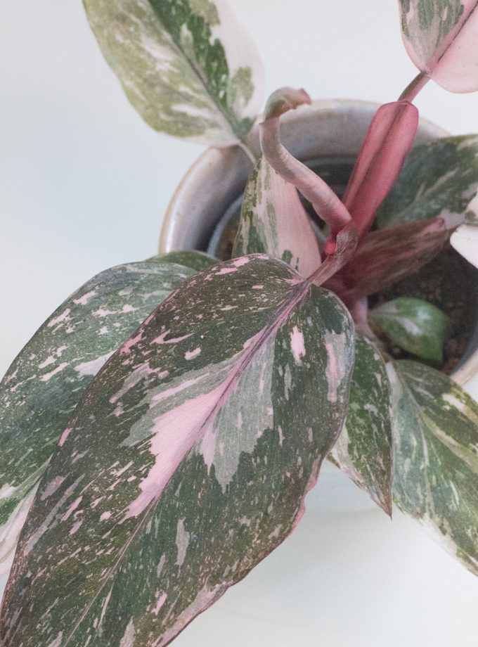 philodendron pink princess marble