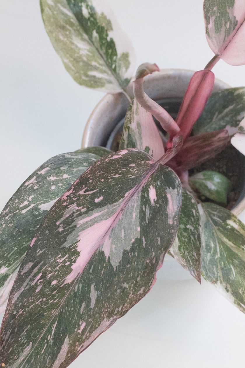 philodendron pink princess marble