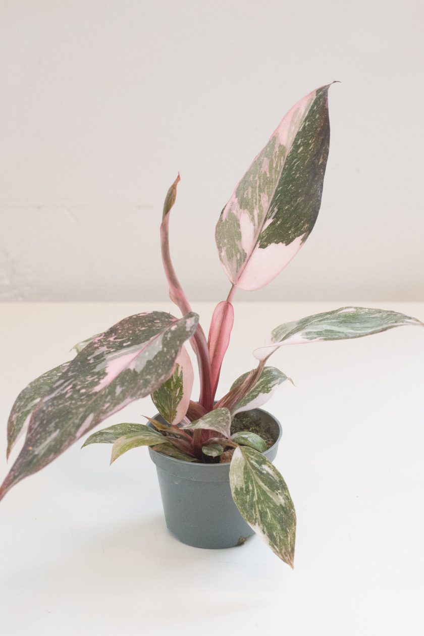 philodendron pink princess marble