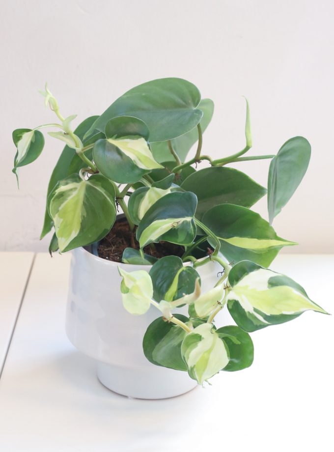 Philodendron Cream Splash