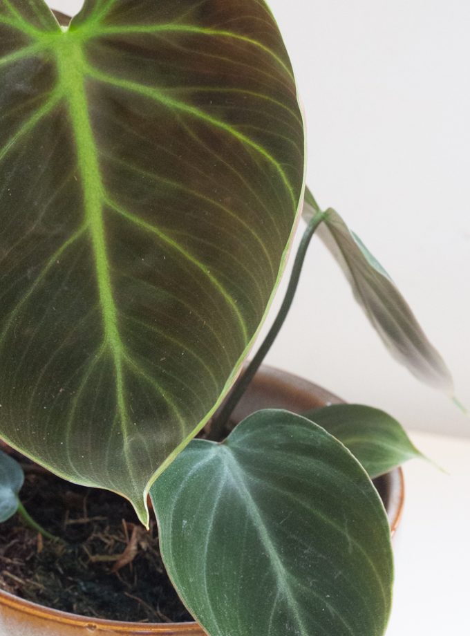 Philodendron El Choco Red