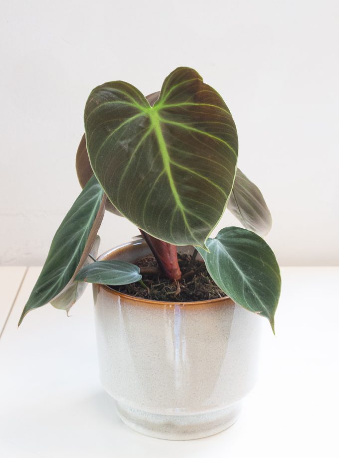 Philodendron El Choco Red