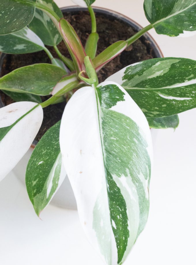 Philodendron White Princess