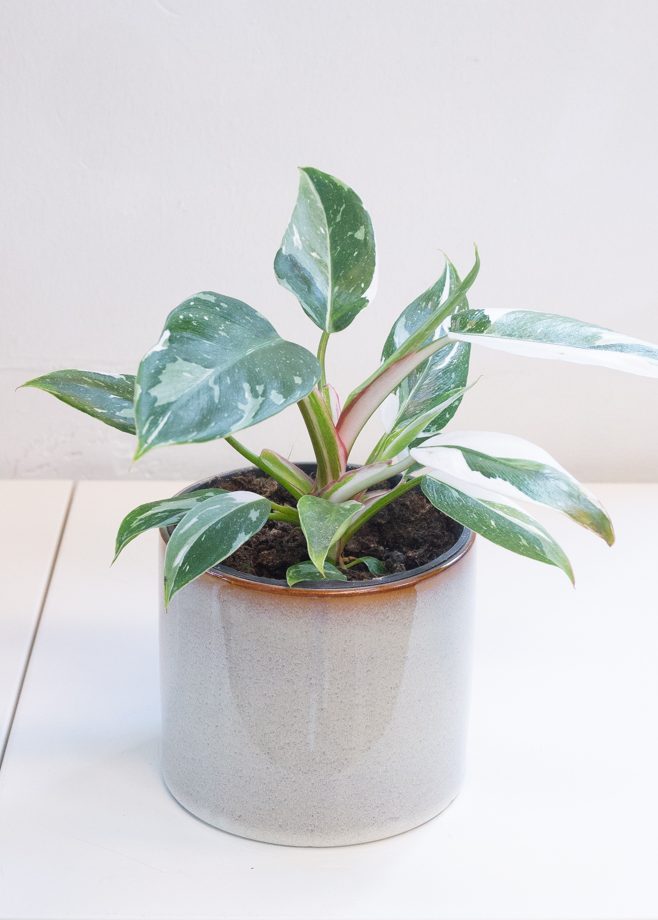 Philodendron White Princess