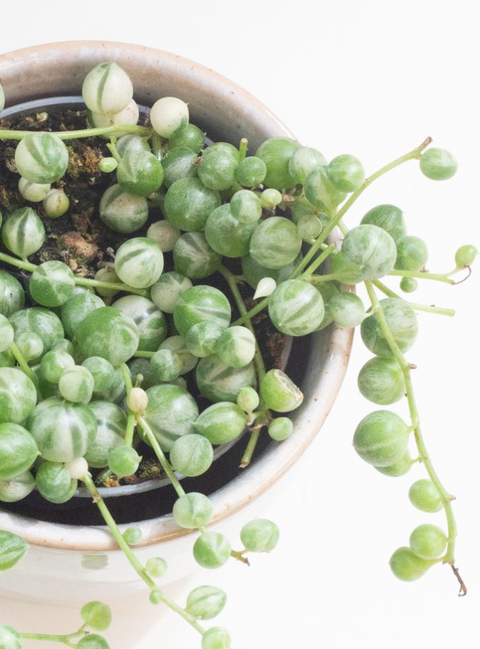 Senecio Rowleyanus Variegata