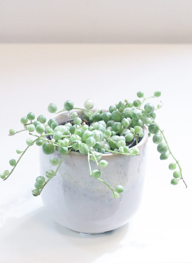 Senecio Rowleyanus Variegata