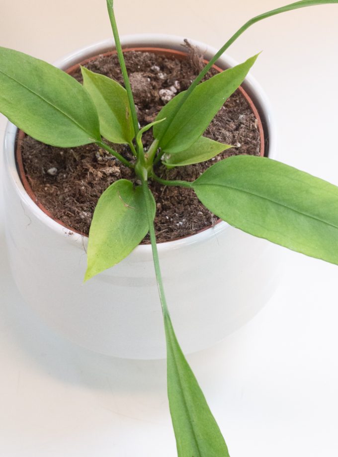 anthurium vittarifolium