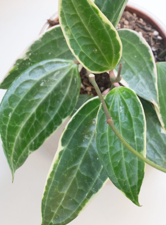 hoya macrophylla variegata