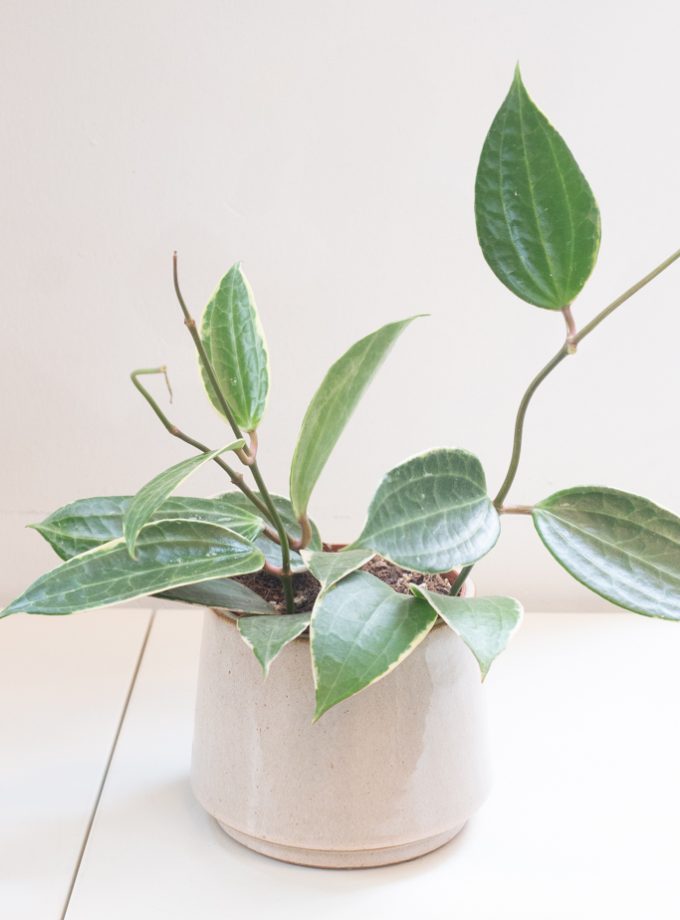 hoya macrophylla variegata